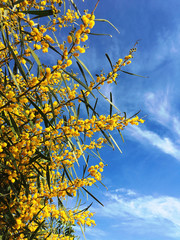 Yellow flowers of mimosa