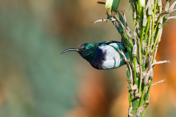 White-bellied sunbird sitting on an aloe with orange flowers in sun