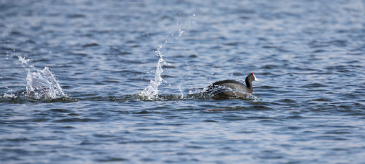Red Knobbed Coots fighting on a pond for domination of territory