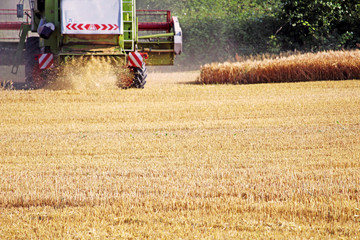 Harvest in Summer