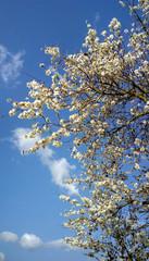 Arbol de almendra centenario con fondo azul cielo