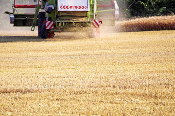 Harvest in Summer