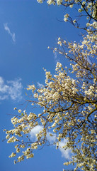 Arbol de almendra centenario con fondo azul cielo