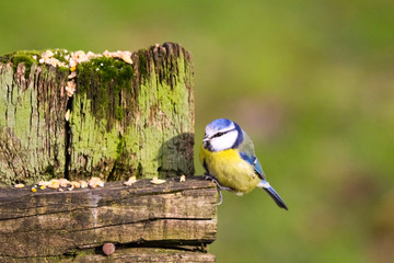 bluetit