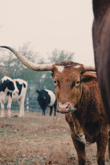 Longhorn cow on farm looking at camera in Texas field full of cattle.