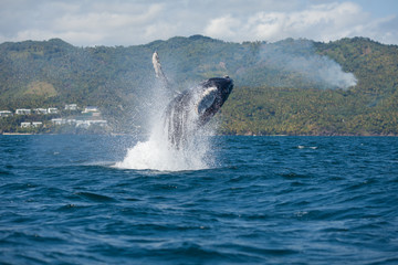 The humpback whale photographed in the waters of Samana peninsula, Dominican Republic