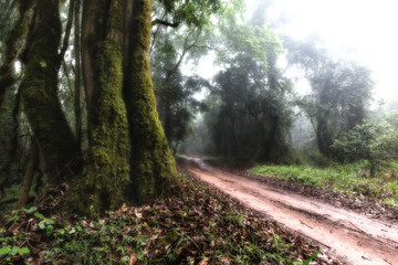 Dirt track running past an old tree in mist covered forest in artistic conversion
