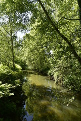 Fototapeta na wymiar Rivière aux eaux stagnante en pleine forêt du domaine provincial de Rivierenhof à Anvers