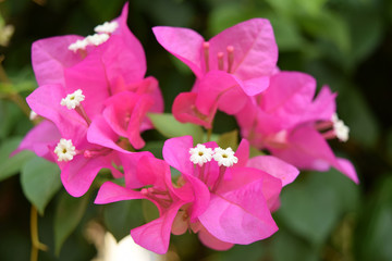 Fototapeta na wymiar Pink Bougainvillea flowers - Image
