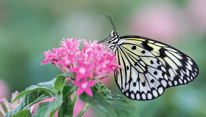 Macro of a black and white butterfly sitting on pink flowers