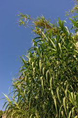 Italy, Cinque Terre, Corniglia, a group of palm trees