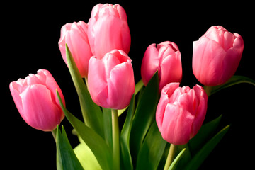 Pink tulips bouquet on black background.
