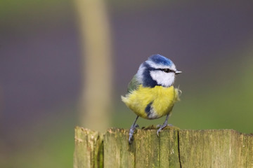 bluetit
