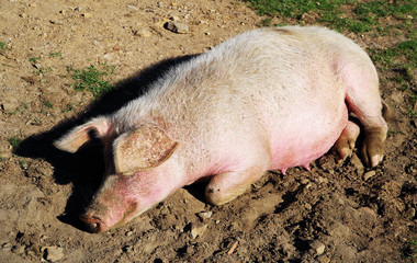 Large domestic pig resting in an outdoor farm