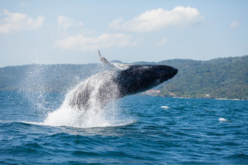 The humpback whale photographed in the waters of Samana peninsula, Dominican Republic