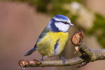 bluetit