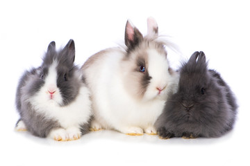 Three dwarf rabbits side by side