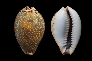 Erosaria lamarckii lamarckii