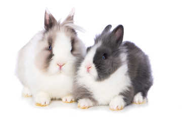 Obraz premium Cute dwarf rabbits on white background