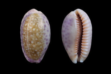 Ovatipsa chinensis 