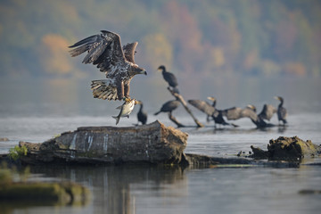 White-tailed eagle flying with catched fish