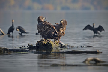 White-tailed eagles eating fish