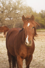 Obraz premium Horse mane blowing in wind on western farm.