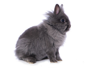 Cute dwarf rabbit