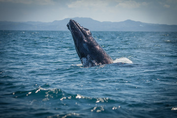 Obraz premium The humpback whale photographed in the waters of Samana peninsula, Dominican Republic