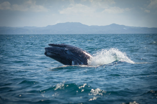 The humpback whale photographed in the waters of Samana peninsula, Dominican Republic