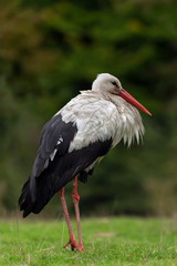 Stork on spring meadow
