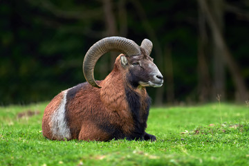 European moufflon in the nature habitat
