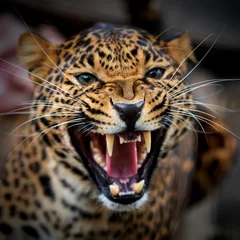 Foto op Plexiglas Portret van een jonge luipaard close-up © byrdyak