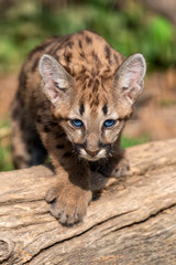 Portrait baby cougar, mountain lion