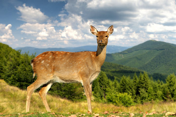 Deer on mountain background