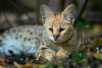 Close young serval cat