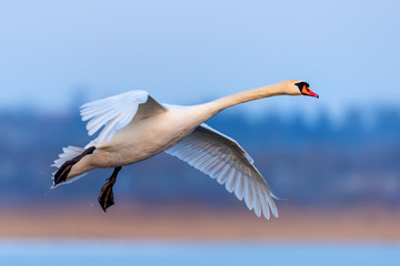 Swan on blue lake water in sunny day