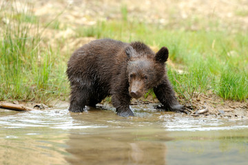 Brown bear cub