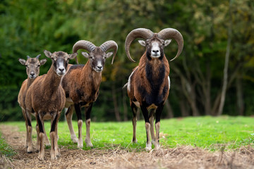 European moufflon in the nature habitat