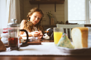 happy kid girl having breakfast at home and feeding cavalier king charles spaniel dog from table