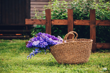 Fototapeta na wymiar bouquet of various multi colored delphiniums in basket in summer garden with wooden house and fence on background