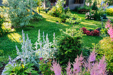 beautiful blooming summer garden in english cottage style. Flower bed with astilbe, stachys, abies koreana and other perennials