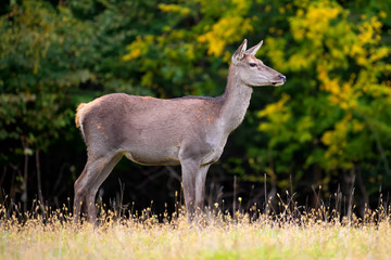 Fototapety  Deer on summer forest