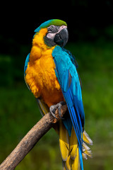 Parrot bird (Severe Macaw) sitting on the branch - obrazy, fototapety, plakaty