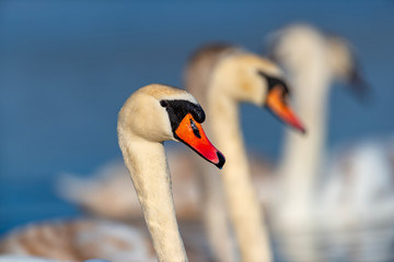 Swan on blue lake water in sunny day