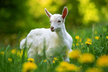 White baby goat standing on green grass
