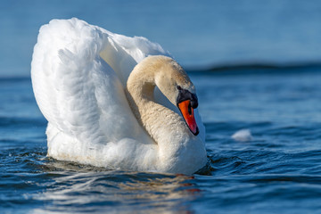 Swan on blue lake water in sunny day