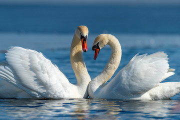Naklejka na ściany i meble Swan on blue lake water in sunny day
