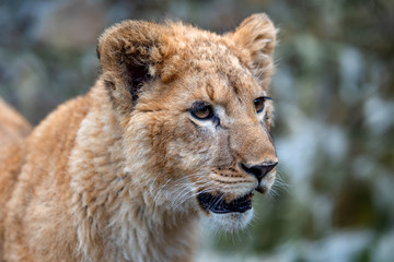 Fototapeta na wymiar Lion cub in spring time