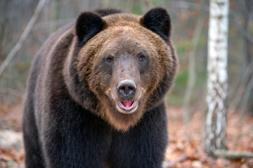 Big bear (Ursus Arctos) in forest